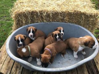 Wunderschön Süßen Boxer welpen