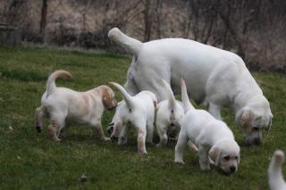 Reinrassiger gelber labrador als familienbegleiter