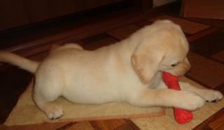 Schöne Labrador Retriever auf der Suche nach ihrem Zuhause