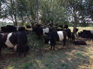 Bio-Rinderzuchtfarm in Lettland zu verkaufen