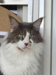 Blue-White Maine Coon Deckkater o.Papiere