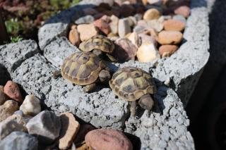 Junge Griechische Landschildkröten THB NZ 2021