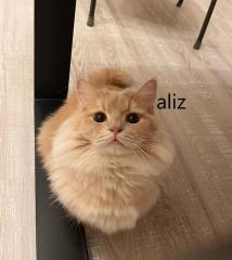 Munchkin-kittens groeien op in een liefdevol gezin