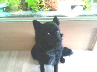 10 mon.alter Schäferhund mischling sucht dringend neues zuhause!!!!!!!