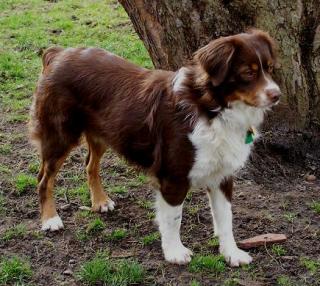 Roter Mini Aussie vermisst!!!