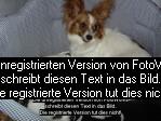 Papillion(schmetterlingshund)