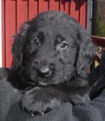 GOLDEN RETRIEVER  SCHWARZ