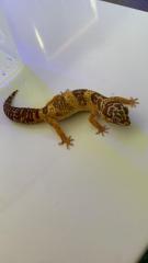 0.1 Tangerine Tremper Lemonfrost Leopardgecko Weibchen Nz 20