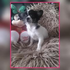 Chihuahua Welpen, 12 Wochen alt, suchen neues Zuhause