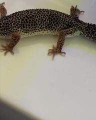 0.1 Mack Snow Lemonfrost Leopardgecko Weibchen Nz 20