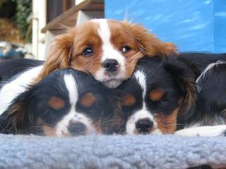 Cavalier King Charles Spaniel