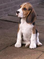 BEAGLE TRICOLOR