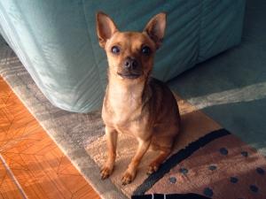 Deckruede Toy Terrier sucht nette Huendin