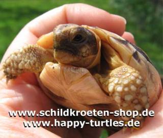 SCHILDKRÖTEN SHOP Zubehör