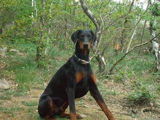 Dobermannrüde abzugeben