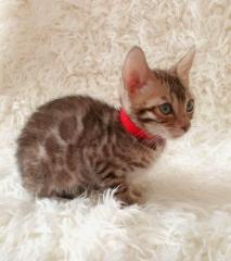 Reinrassige Bengalkitten mit Stammbaum! Mini Leoparden!