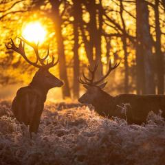 Jagdschein an 7 Wochenenden oder in 16 Tagen