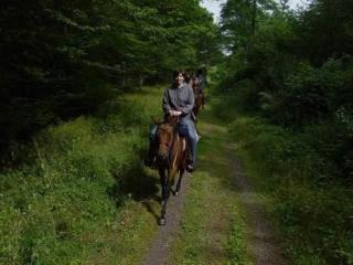 Biete Reitbeteiligung auf QH-Stute