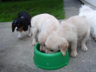 Golden Retriever