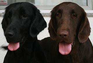 Flatcoated Retriever- Welpen, schwarz und braun, mit Papieren