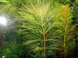 Austr. Sumpffreund (Browns), RARITÄT, Aquariumpflanzen (Versand/ Abholung)