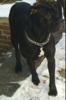 Cane Corso/Bulldog Mix