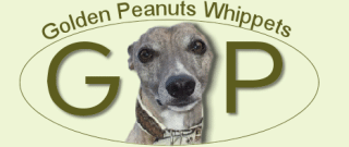 Golden Peanuts Whippets