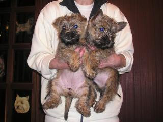 Cairn Terrier Welpe