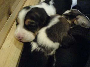 Beagle Welpen 13 Wo.