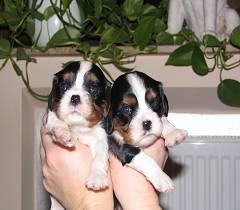 Cavalier King Charles Spaniel