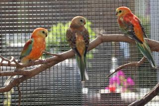 Verkaufe 6 junge Singsittiche in orange rubino und orange opaline mit sehr viel 