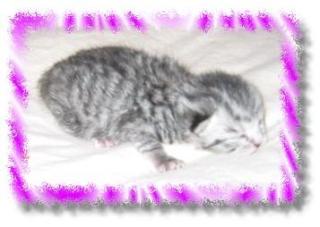 BKH silbertabby Whiskas Babys