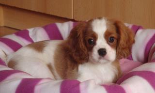 Mini supersüße Cavalier-King-Charles Spaniel Welpen