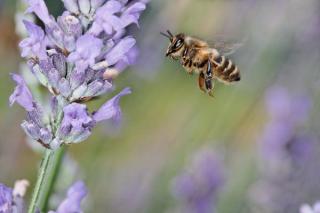 BIENENGIFTSALBE MIT 8 KRÄUTEREXTRAKTEN