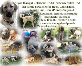 Sivas Kangal Welpen