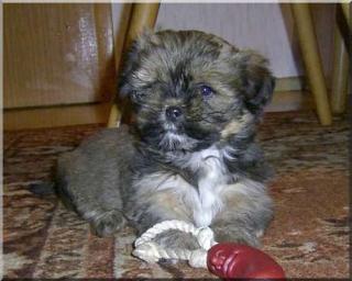 Lhasa Apso Welpen