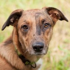 NSCHOTSCHI - Malinois-Aussi-Mix - 7 Monate - Tierhilfe-Franken e.V.