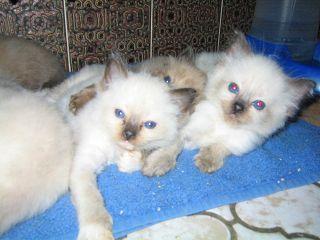 Süße Ragdollkatzenbabies