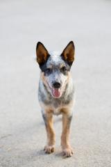 Australian Cattle Dog Rüde