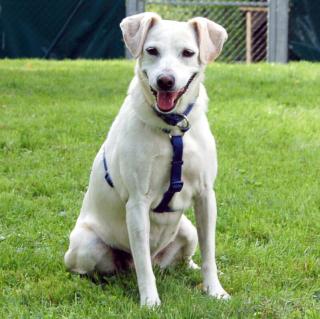 BELISSA - Labrador-Mix - 7 Jahre - Tierhilfe-Franken e.V.