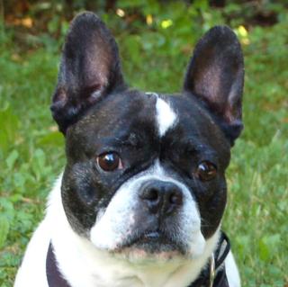 COCOLINA - Französische Bulldogge - 8 Jahre - Tierhilfe-Franken e.V.