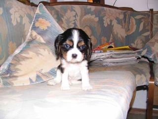 Cavalier King Charles Spaniel