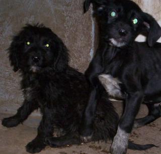 Labrador-Mischlings-Welpen