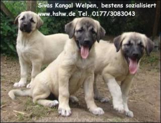 Sivas Kangal Welpen - Hirtenhu