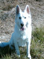 Weisse Schäferhund Welpen