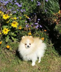 Pomeranianwelpen gescheckt, 