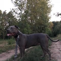 American Bully XXL