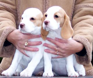 Beagle Welpen mit Papiere