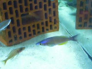 Cyprichromis leptosoma Kekese