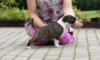 Miniature-Bullterrier Welpen.